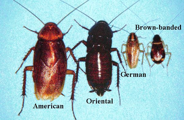 American, Oriental, German and Brown-banded ockroaches 