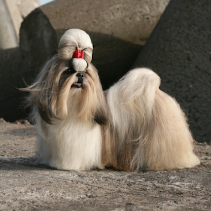 Shih Tzu with bow in hair
